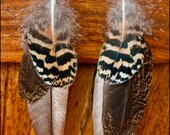 Peacock Feather Earrings - Cruelty Free - SWIFT