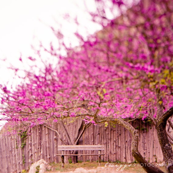 BOGO SALE - Flower Photography - Sit here with me 8x8 Original Fine Art Photograph - whimsical pink blossoming tree spring bench