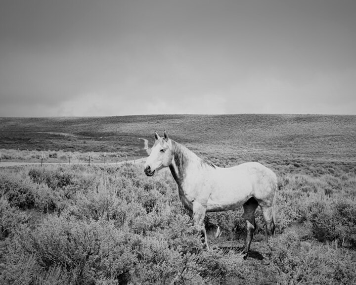 Spring Showers, Dramatic Black and White Photograph, White Horse and Storm, Size 8x10, Horse Art - ApplesAndOats