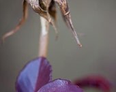 Dark maroon leaf, dead bud, 8x10 color print, nature photography. Free domestic shipping.