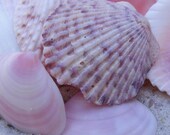 Pink Seashells "Pink Imperfection" Matted and Ready to Frame-Original Photograph of Beach Scene