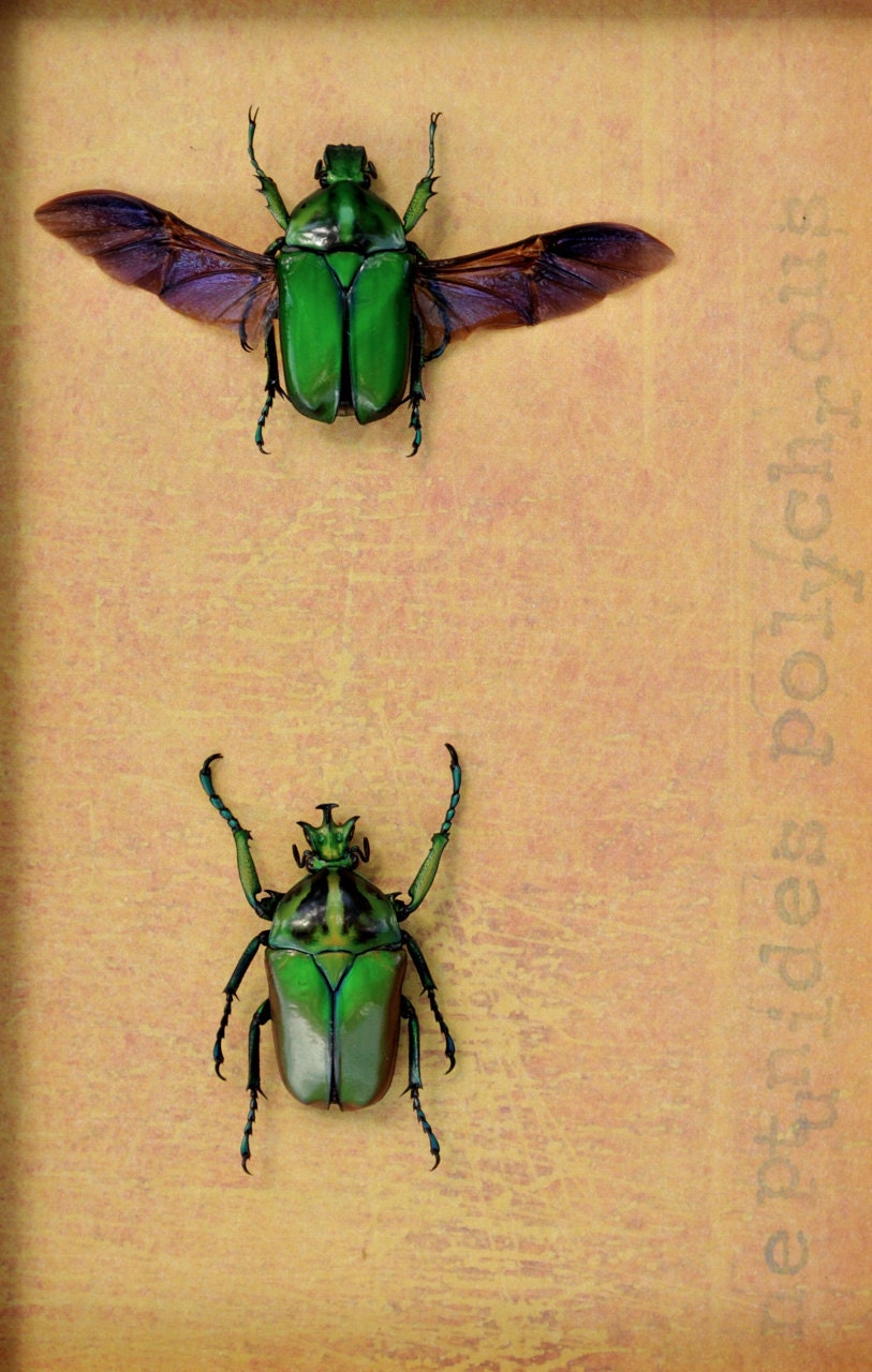 African Flower Beetles Framed Insect Art Display  OOAK