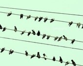 Bird Print. "Minty" 8x10. Birds on wire. blue. black. gray. mint. surreal. cool. modern. birds. summery