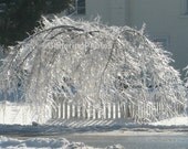 Winter White Beauty Fine Art Photograph Print 8 x 10 Glossy