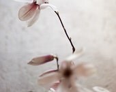 Magnolia no. 4329