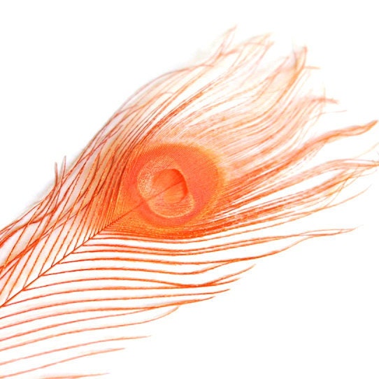 Tangerine Orange Peacock Feathers- Set of 20 - FeatherFunded