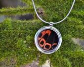 Real Butterfly Wing Pendant Necklace Reversible