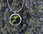 Real Moth Wing Pendant Necklace Reversible