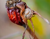 Loner snail 4x4 nature photography, print, bright colors. Free domestic shipping.