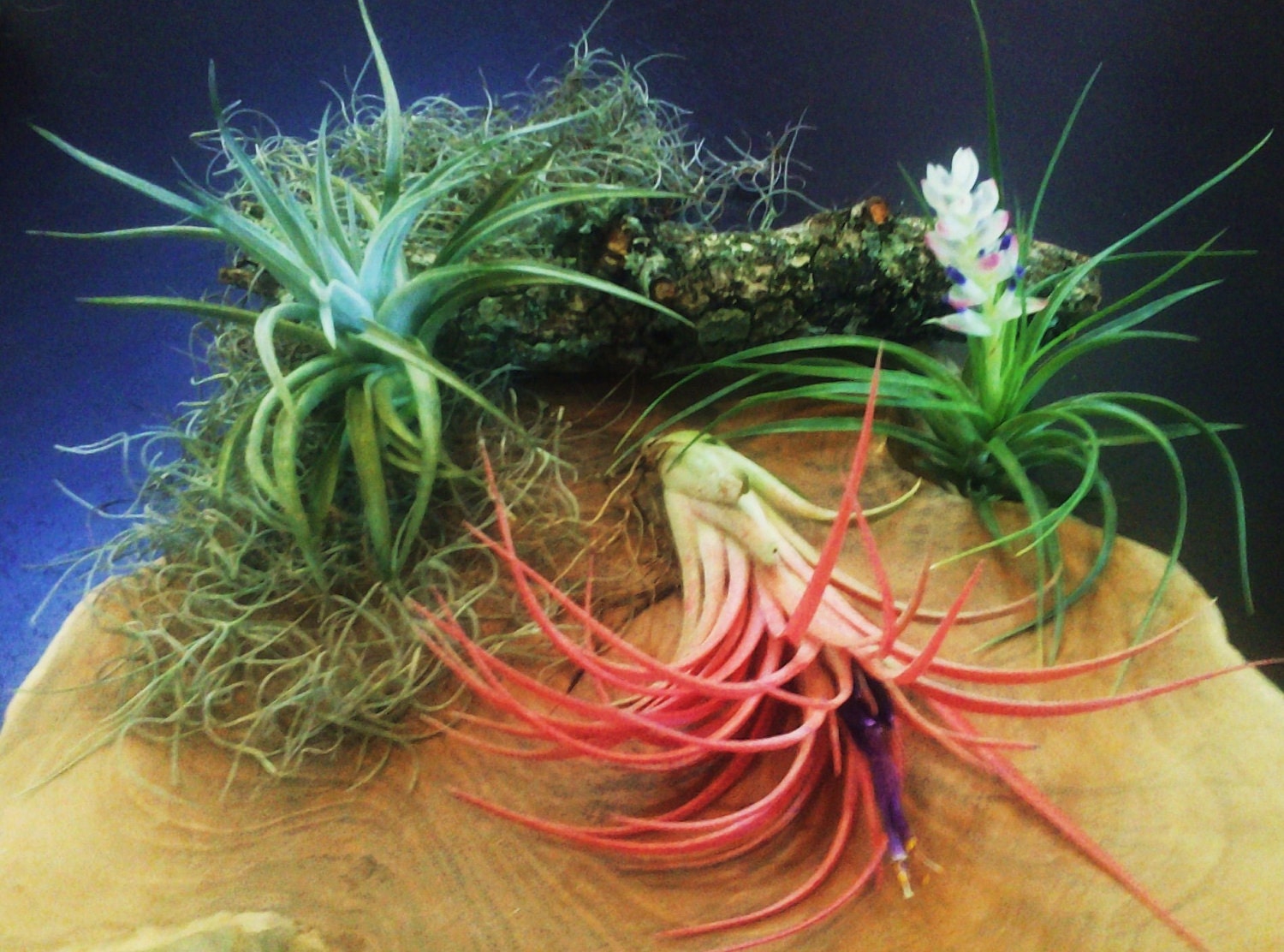Set of 3 -   LARGE Premium Mix of Air plants