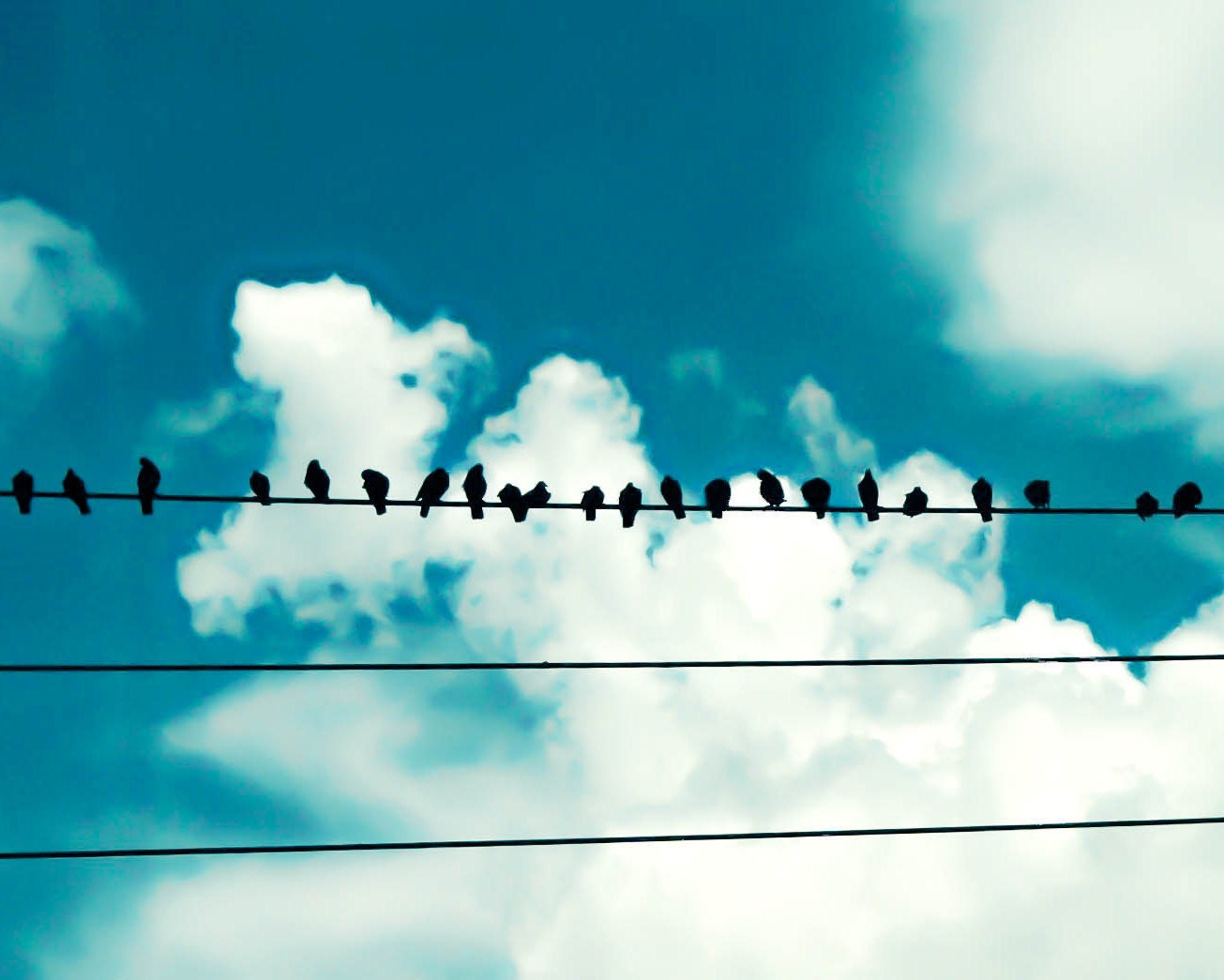 Birds - Fine Art Photography - Sky, Clouds, Blue, White, Nature, Home Decor, Summer Decor, Wall Art - 8x10 - SweetMomentsCaptured
