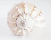 Shel - Fine Art Photography - Beach, Seashell, Swirl, Home Decor, Beach House, Wall Art - 8x10 - SweetMomentsCaptured Shel - Fine Art Photography - Beach, Seashell, Swirl, Home Decor, Beach House, Wall Art - 8x10 - SweetMomentsCaptured