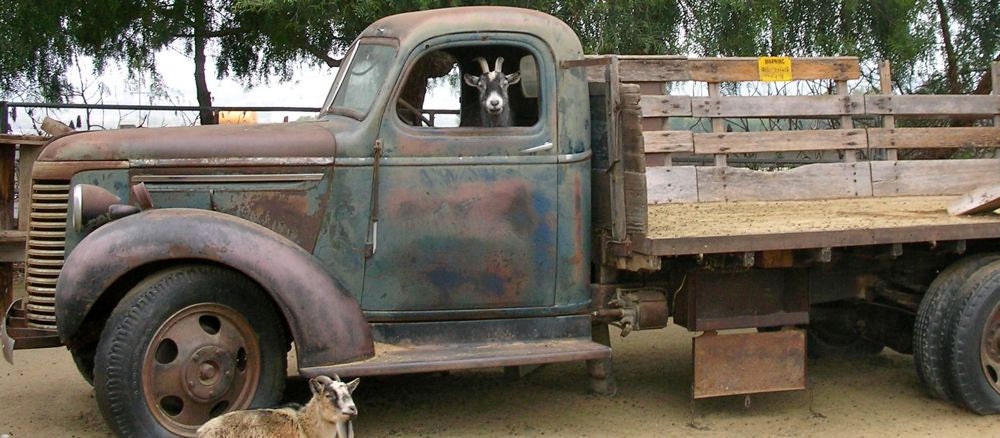 Truck Driver Goat, Photo on 6x12 wood panel