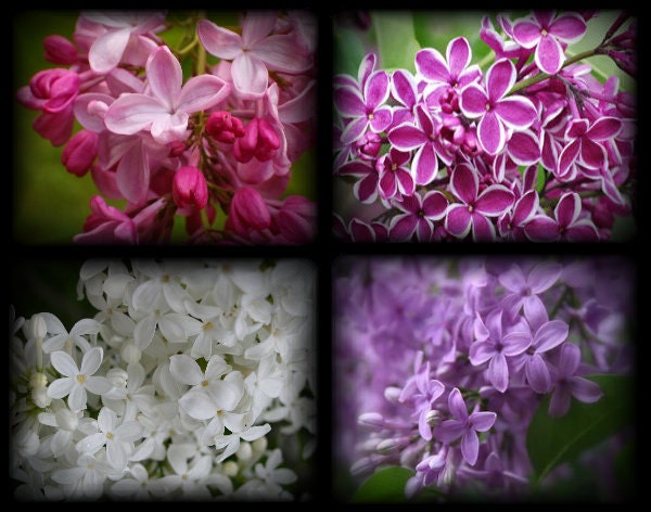 10  Lilac bush tree shrub Heirloom Red Pink White Purple