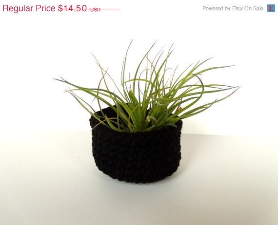 A touch of Black for the Man Cave - Air Plant in Black Bowl
