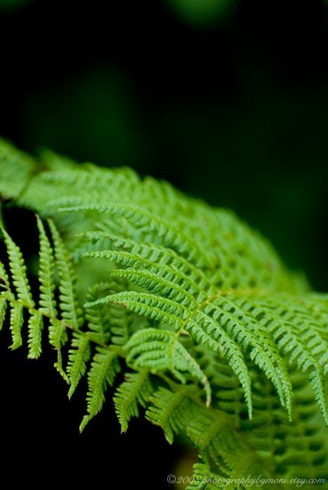 Fern - 5x7 print
