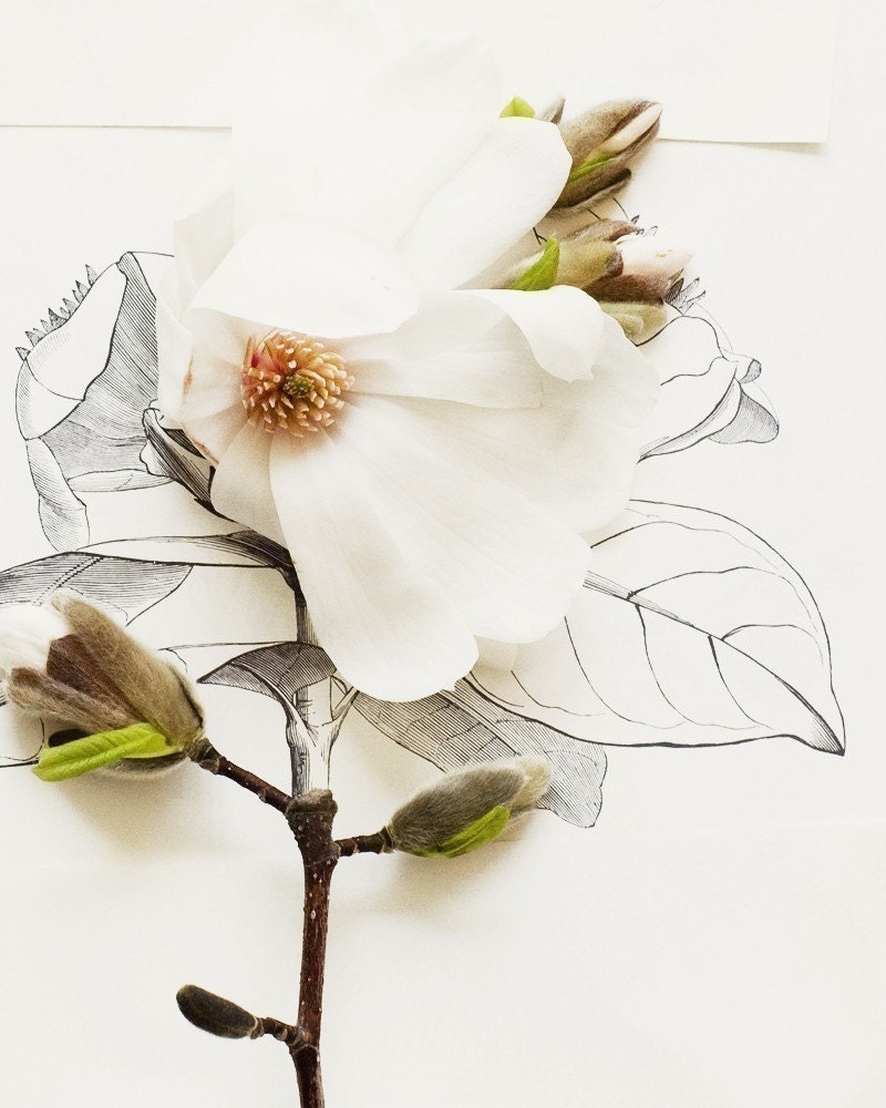 Magnolia and flower illustration no. 6688
