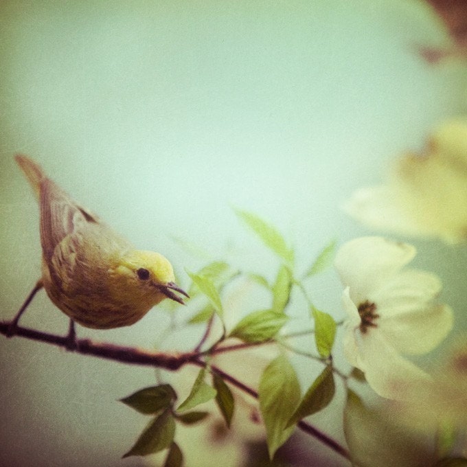Spring, Bird photograph - Twitter - Fine art nature photography - mother's day, natural history museum, pastel