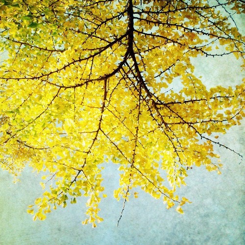 Lemon Yellow, Tree photograph,  citrus, autumn leaves, Japanese, tree branches,  pale blue sky   "Ginkgo"  8x8
