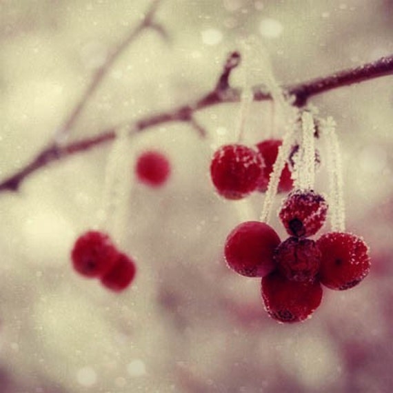 Red Berries in Winter Photograph - snow cold stark country woodland rustic 8x10