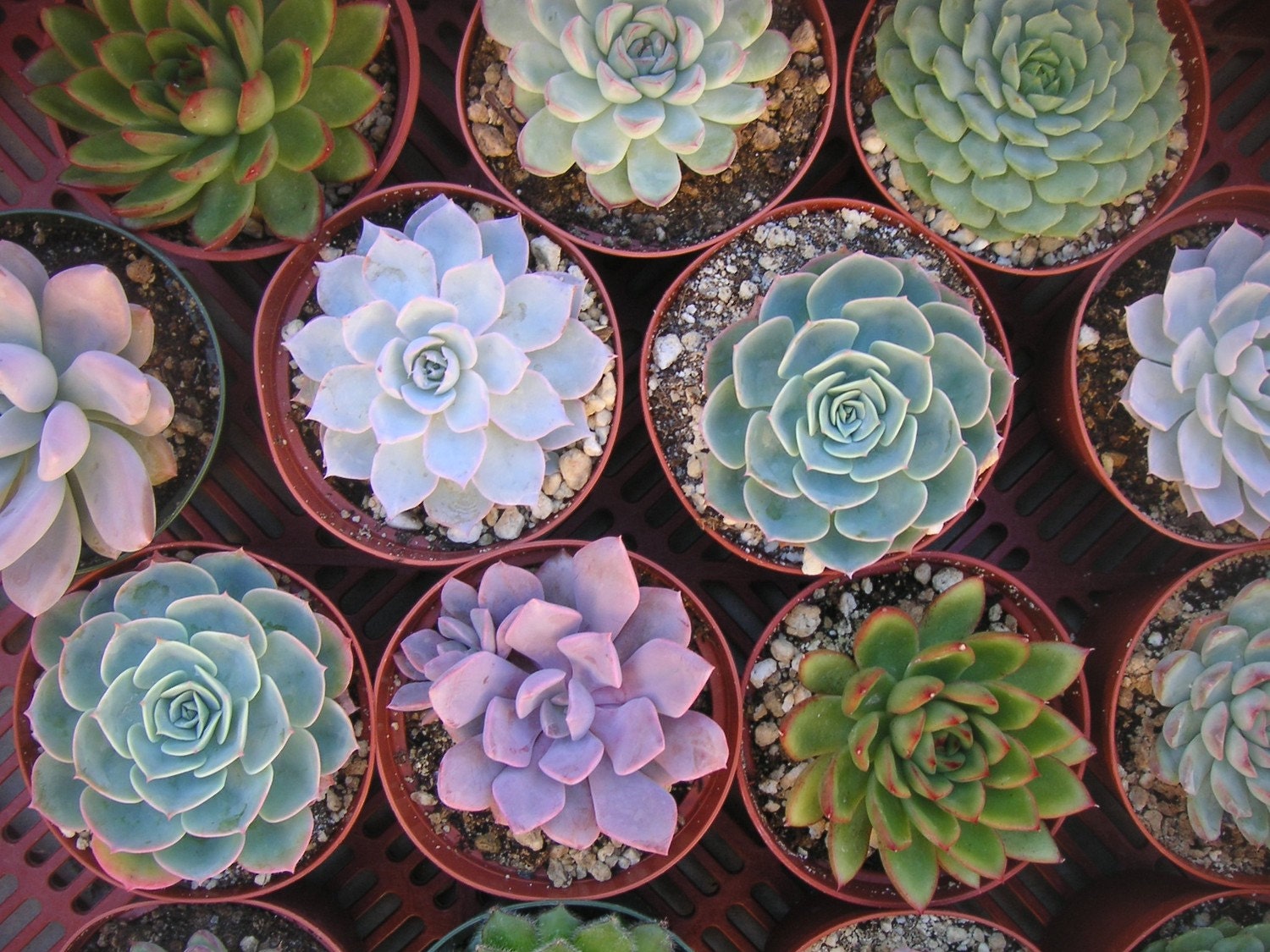 6 Large Succulent CUTTINGS, Rosette Shape, Great Size For Your Bouquet, Wedding Decor, From 4 Inch Pots