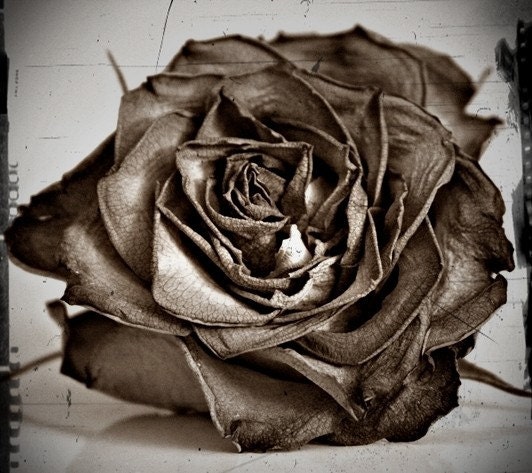 Film Noir 4x4 Fine Art Photography Black Rose in Grunge and Steampunk 