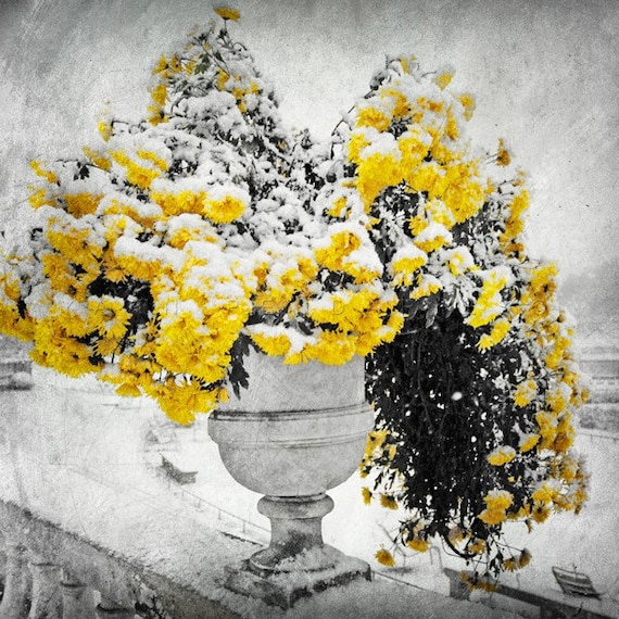 winter - floral - yellow - winter art - snow - Botanical - nature photography - Signed Numbered Fine Art Photography Print 6x6 (15x15cm)