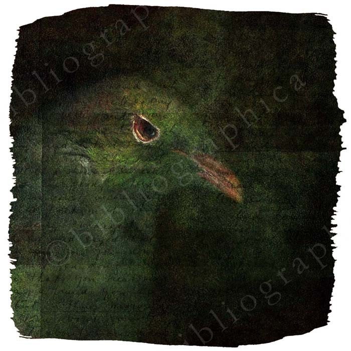 Kereru - Photographic Print - 5 x 5