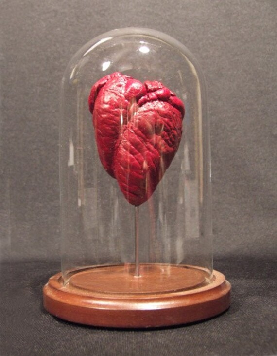 RAM'S HEART UNDER GLASS real natural history display for Victorian cabinet of curiosities or Valentine's day gift