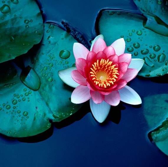 LOTUS LAKE tm Tea Water florals perfume oil roll by themefragrance