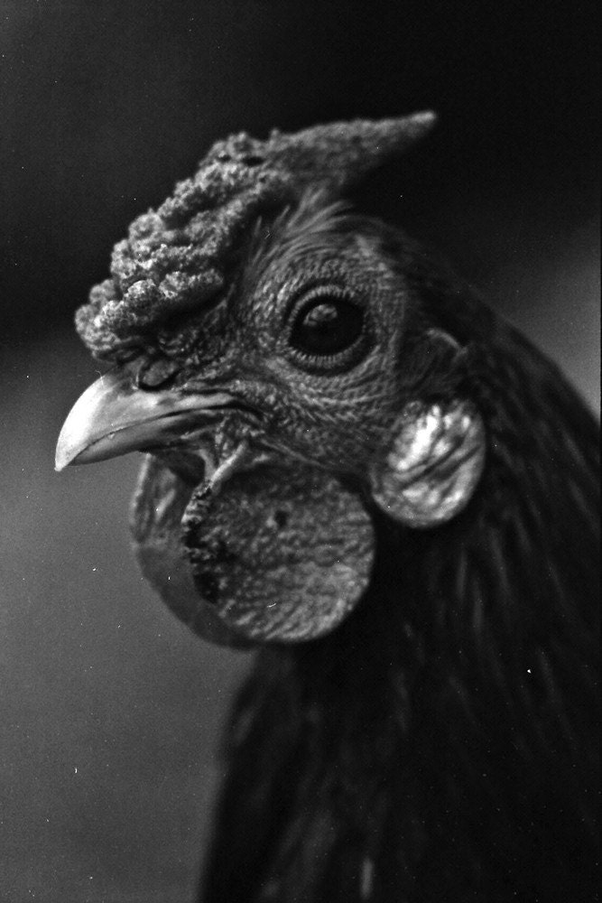 Pablo's Portrait 20x30 Lustre Print