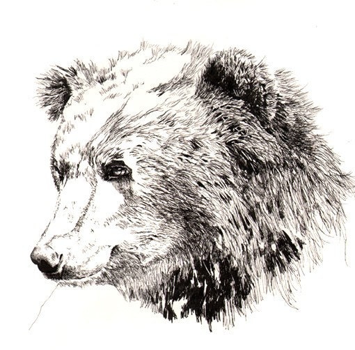 Bear print - 11x14