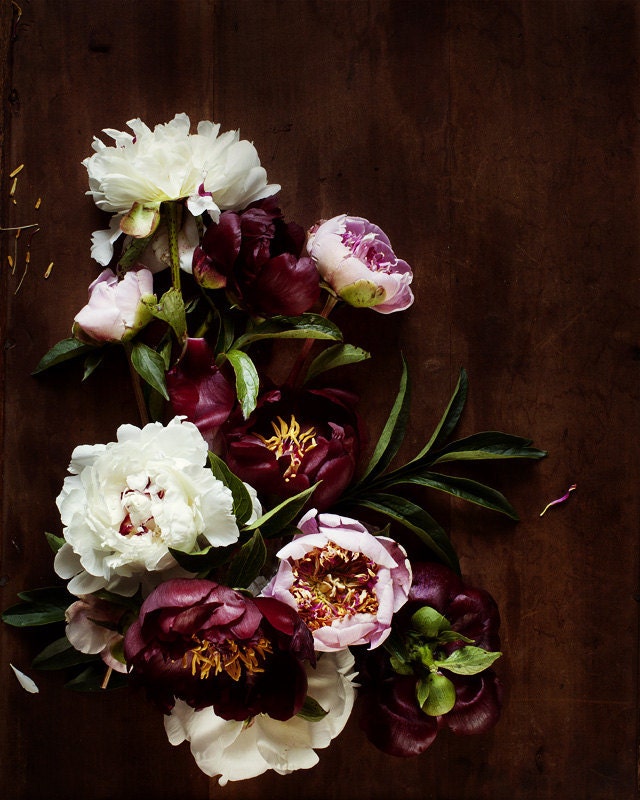 botanical no. 5551 11 x 14 large print