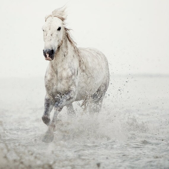 Horse photograph, White horse running through water, Wall decor, Dreamy nature photography, Animal - Wild at Heart