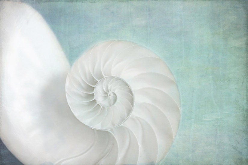 ANY 16 x 24 fine art photo - your choice... nature and botanical flower photos from Leaping Gazelle Studios