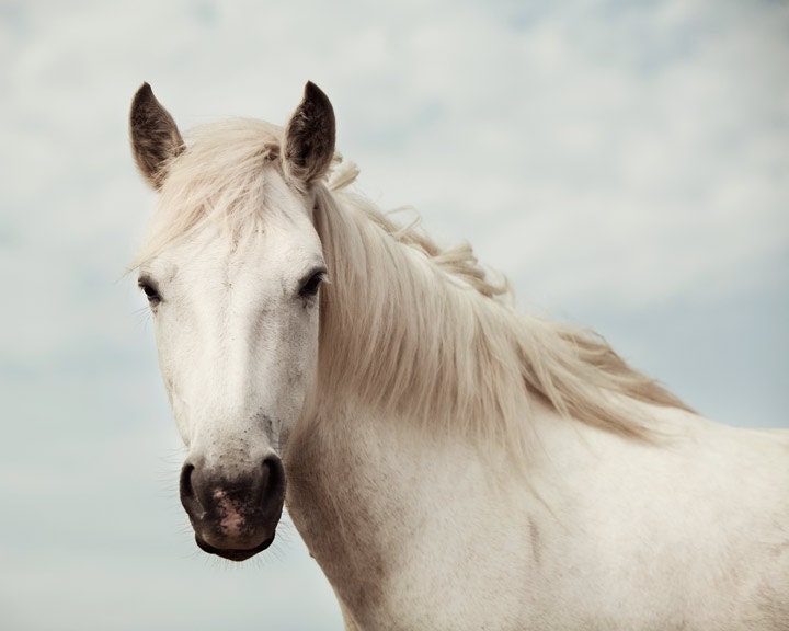  ,  Wall Art - Equus -  , Room Decor ,  White Horse,  