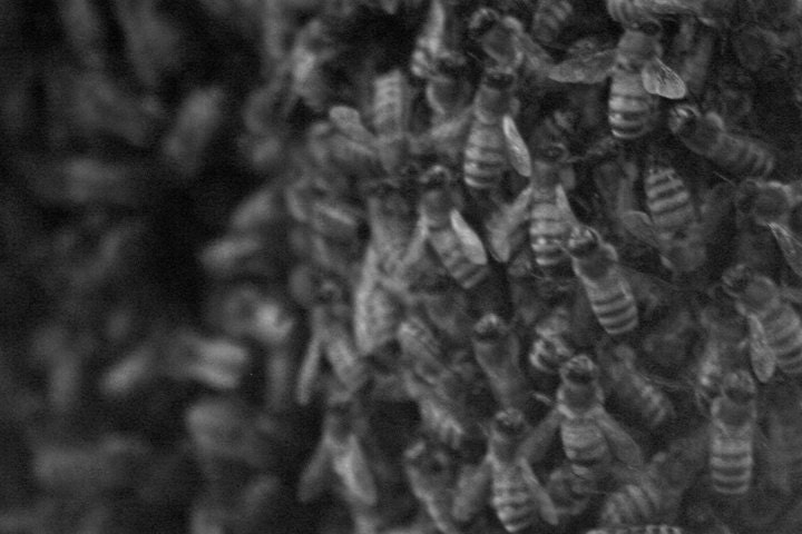 Bees in Black and White 4x6 Print