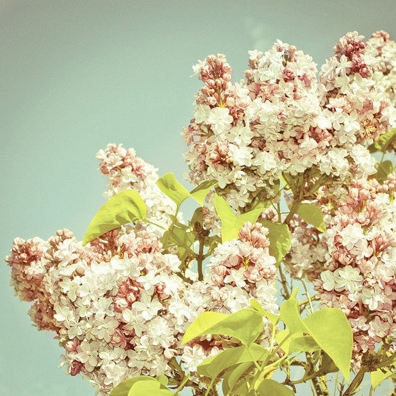 Simply Lilacs