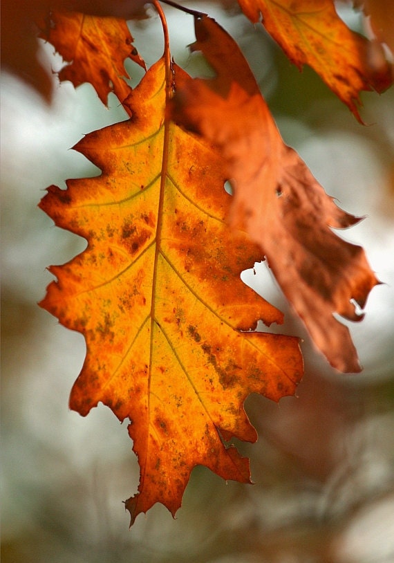 Autumn Leaf Photography - Print Wall Decor Orange Brown Fall