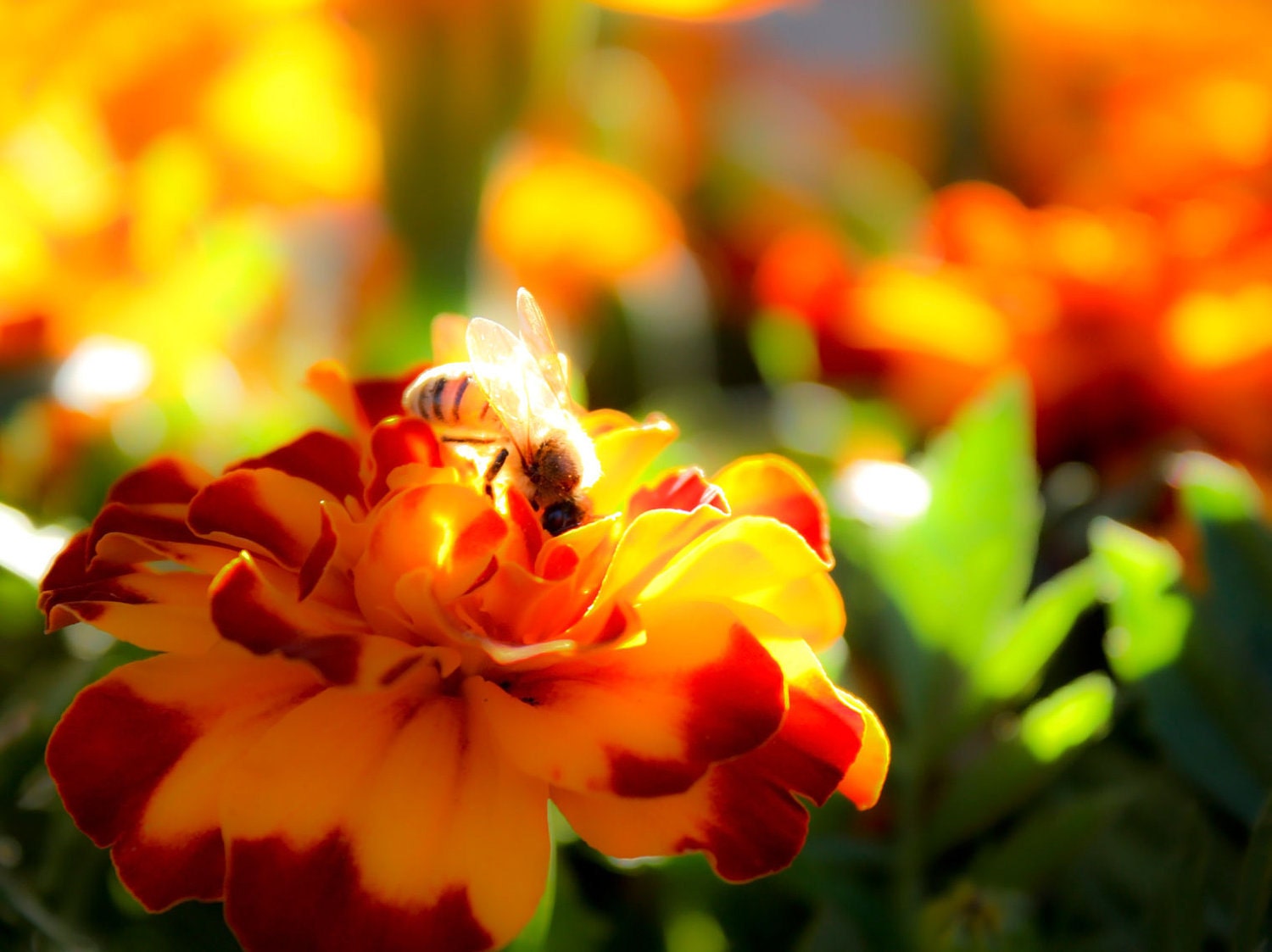 Bee and Marigolds