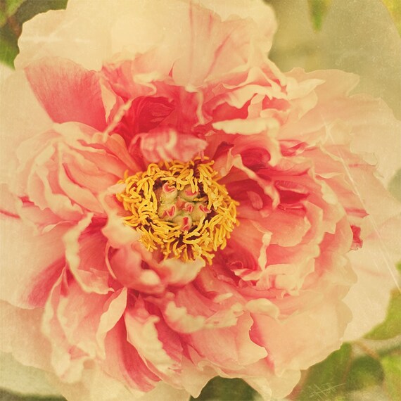 Mother's Day Flower Photography - Peach Pink Romantic Peony shabby chic flower cabbage rose spring garden peonies - Soft Romance - 8x8