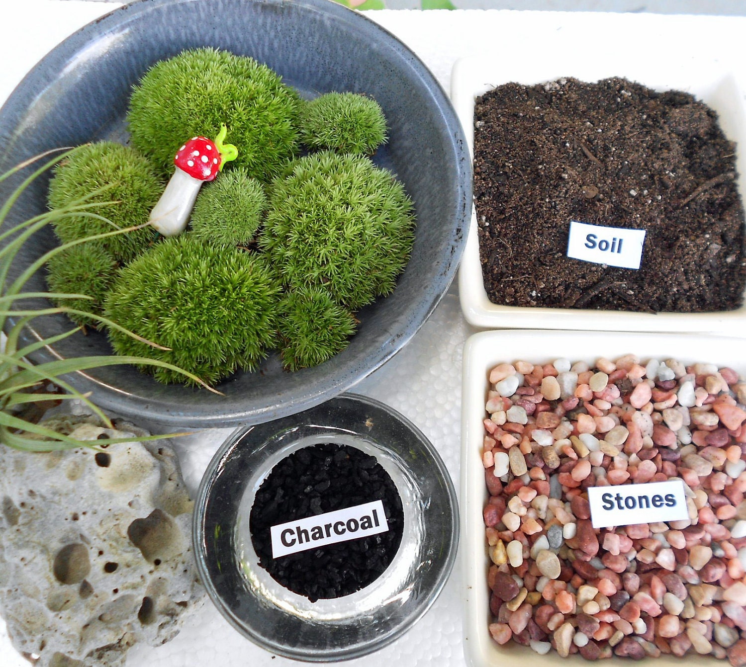 FATHERS DAY Gift,  Diy, Moss Terrarium Kit,    Mushroom with Inchworm Included, Moss Terrarium, Terrarium Kit