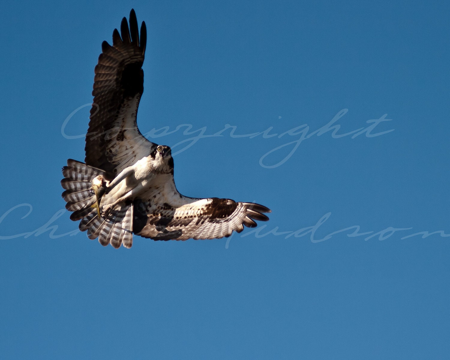 Osprey and fish,  8x10 fine art matted and signed print.