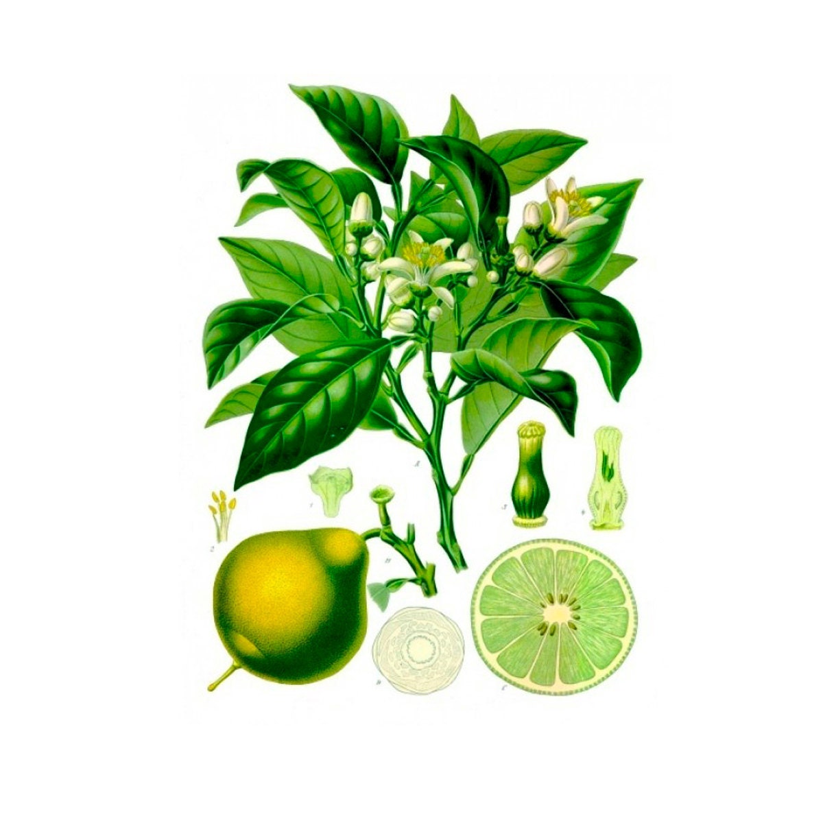 Calabrian orange woods and patchouli MIXED by themefragrance