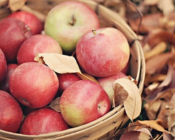 Apples in a vintage basket - fine art country photograph - 8x10 photo - Autumn decor