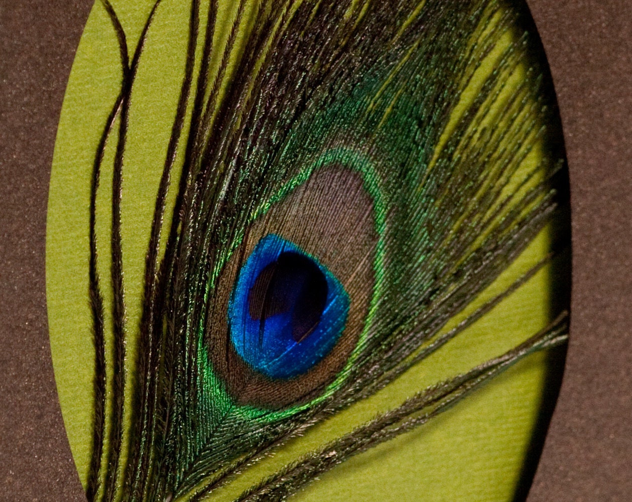 Peacock Feather Card