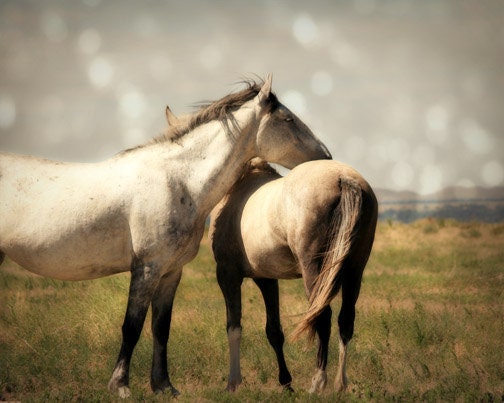 Horse Photograph - mustangs, wild, prairie, free - Living Free