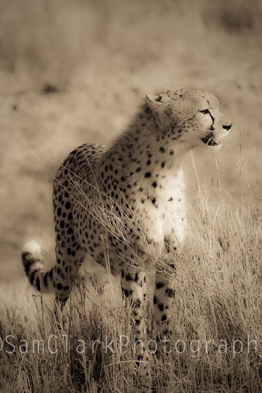 African Cheetah Photograph - Wall Art - Nature Photography, Gift, sepia, 8x12 inch
