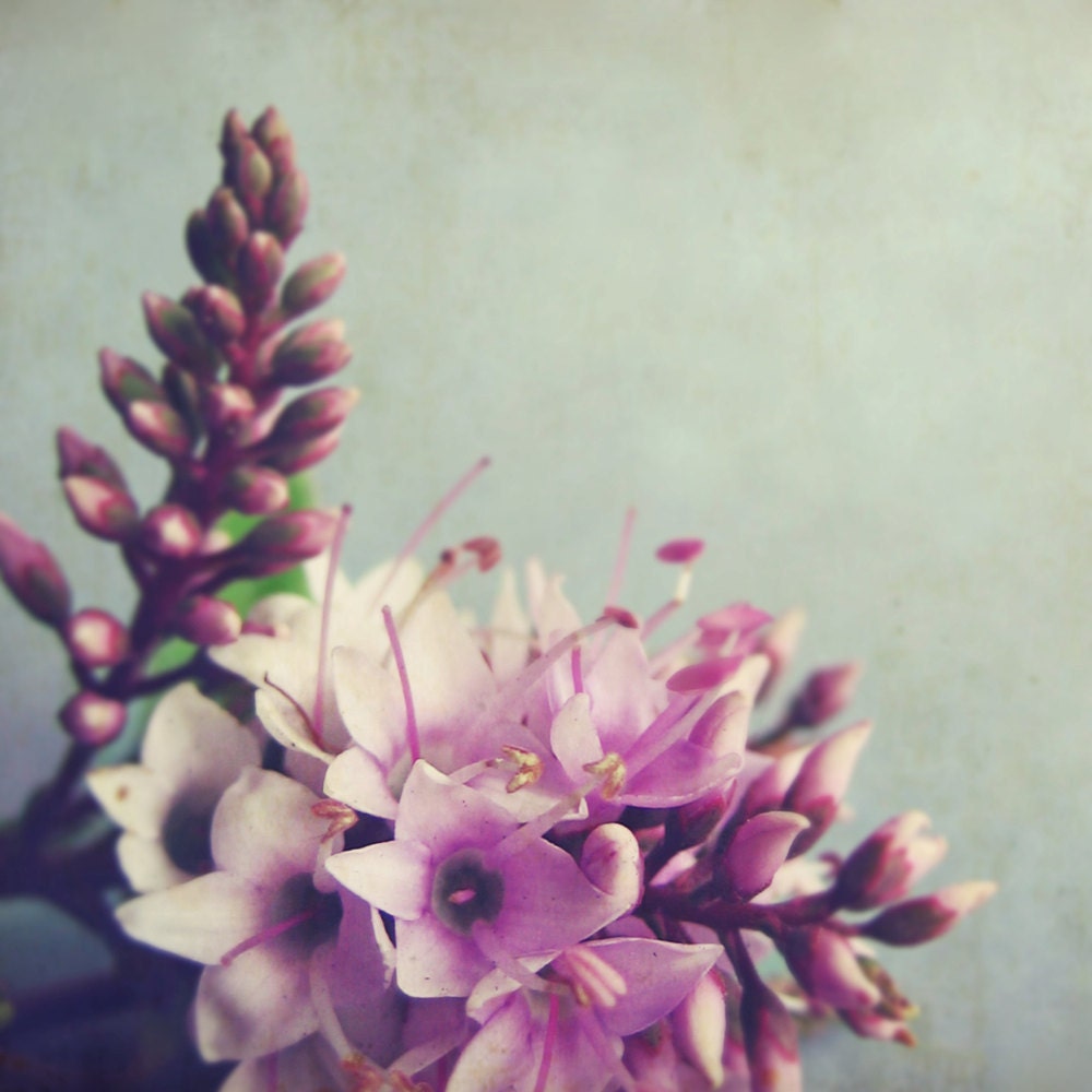 5x5 - Floral Variations 7