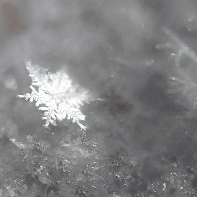 snowflake, Silver holiday white snowflake gray winter wall art Christmas decorating geekery neutral cold frost ice